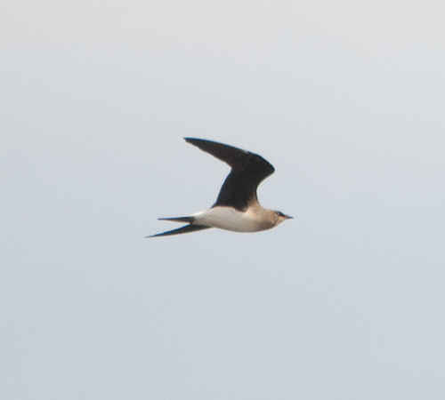 Black-winged Pratincole