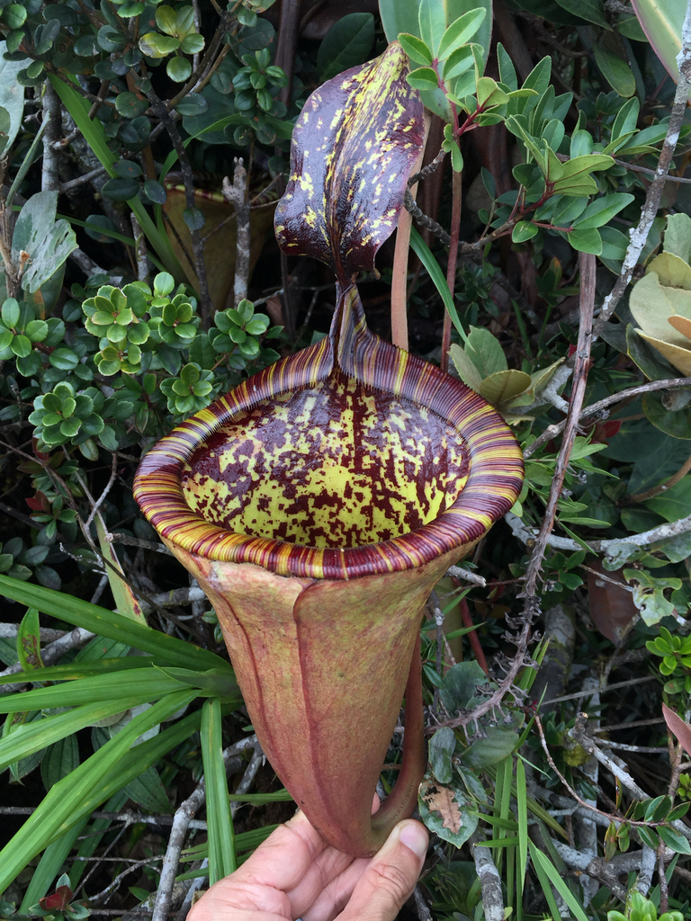 Nepenthes attenboroughii A.S.Rob., S.McPherson & V.B.Heinrich 2