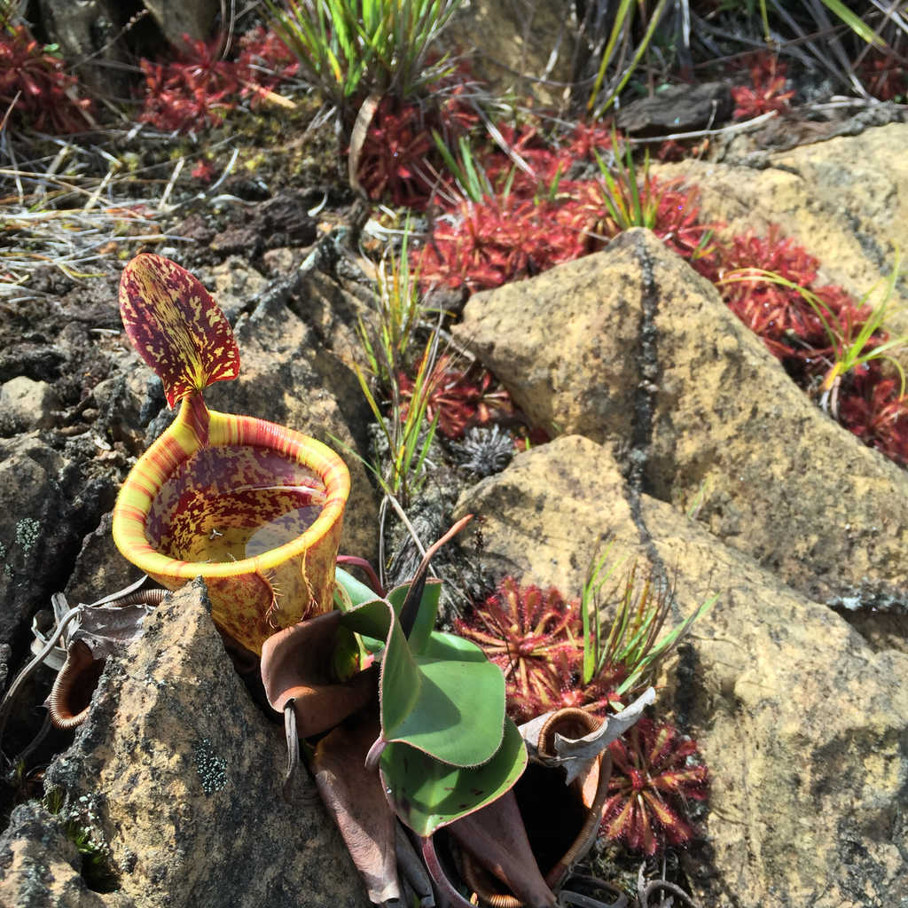 Nepenthes attenboroughii A.S.Rob., S.McPherson & V.B.Heinrich 3