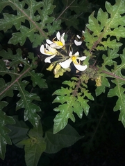 Solanum grayi