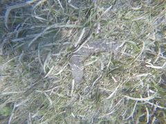 Holothuria mexicana