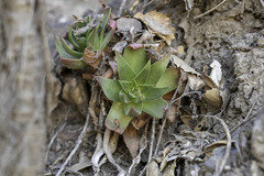 Dudleya candelabrum
