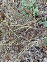 Cordylanthus pilosus