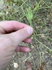 Cordylanthus pilosus