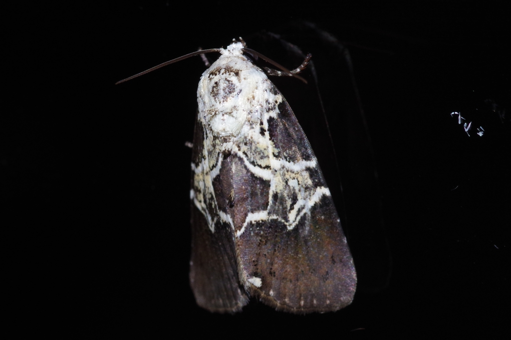 Lophonycta nigropurpurata