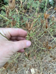 Cordylanthus pilosus