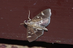 Herpetogramma luctuosalis