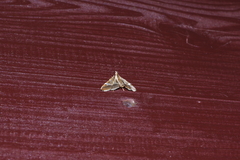 Agrioglypta itysalis