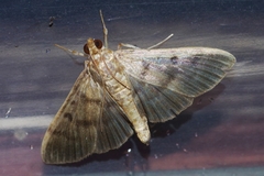 Herpetogramma yaeyamense
