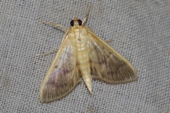 Herpetogramma yaeyamense