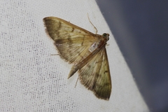 Herpetogramma yaeyamense