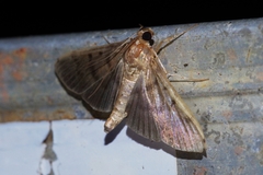 Herpetogramma yaeyamense