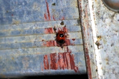 Sphaeroderma quadrimaculatum