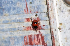 Sphaeroderma quadrimaculatum