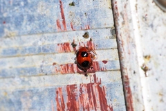 Sphaeroderma quadrimaculatum