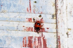 Sphaeroderma quadrimaculatum