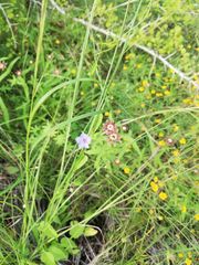 Jacquemontia evolvuloides