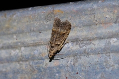 Copromorpha kijimuna