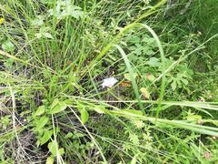 Jacquemontia evolvuloides