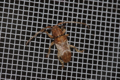 Pterolophia annulata