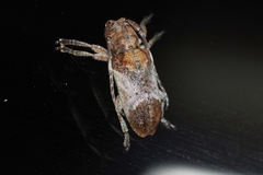 Pterolophia annulata