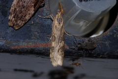 Nomophila noctuella
