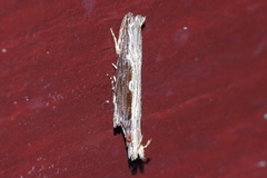 Hypatima spathota