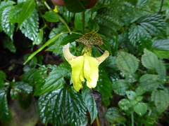 Impatiens falcifer