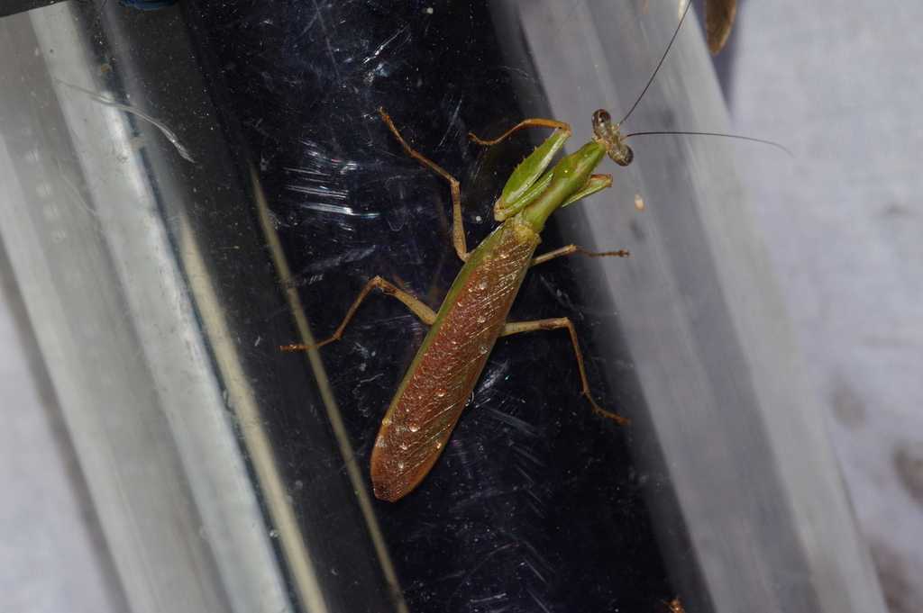 Acromantis satsumensis