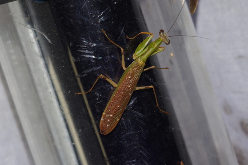 Acromantis satsumensis · iNaturalist Mexico