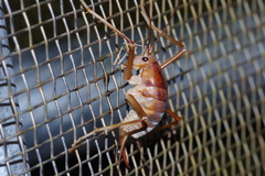 Neotachycines obliquofasciatus