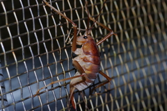 Neotachycines obliquofasciatus