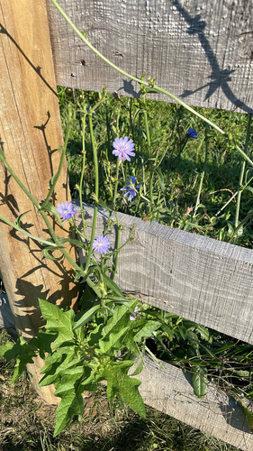 chicory