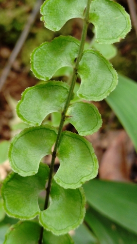 Lindsaea orbiculata iNat (2)