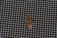 Sybra ordinata
