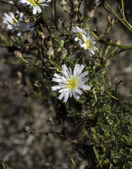 Malacothrix saxatilis implicata