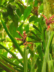 Aechmea tillandsioides