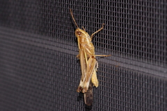 Aiolopus thalassinus tamulus