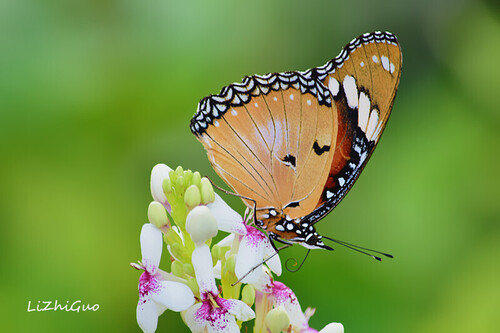Plain Tiger Butterfly