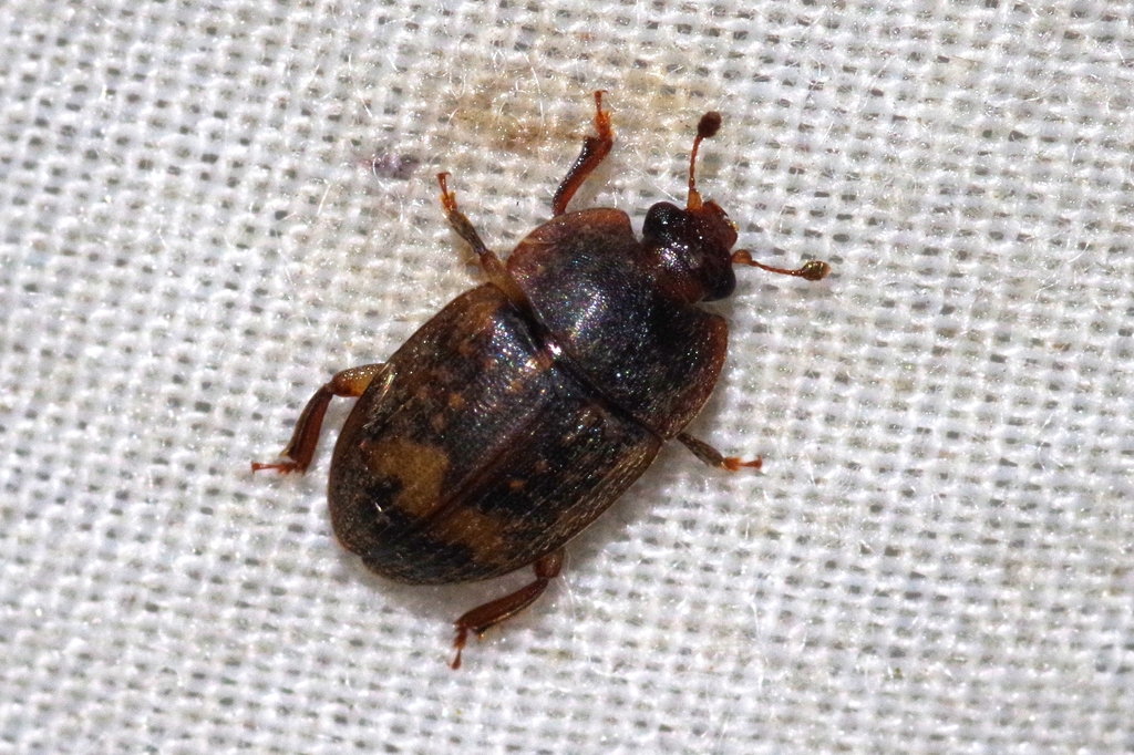 Exotic sap beetle