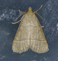 Hypsopygia nostralis