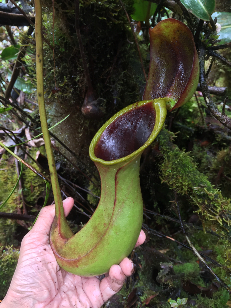 Nepenthes ephippiata Dans. 3
