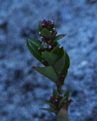 Polygonum polygaloides kelloggii
