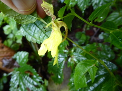 Impatiens falcifer