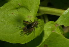 Pteronemobius nitidus