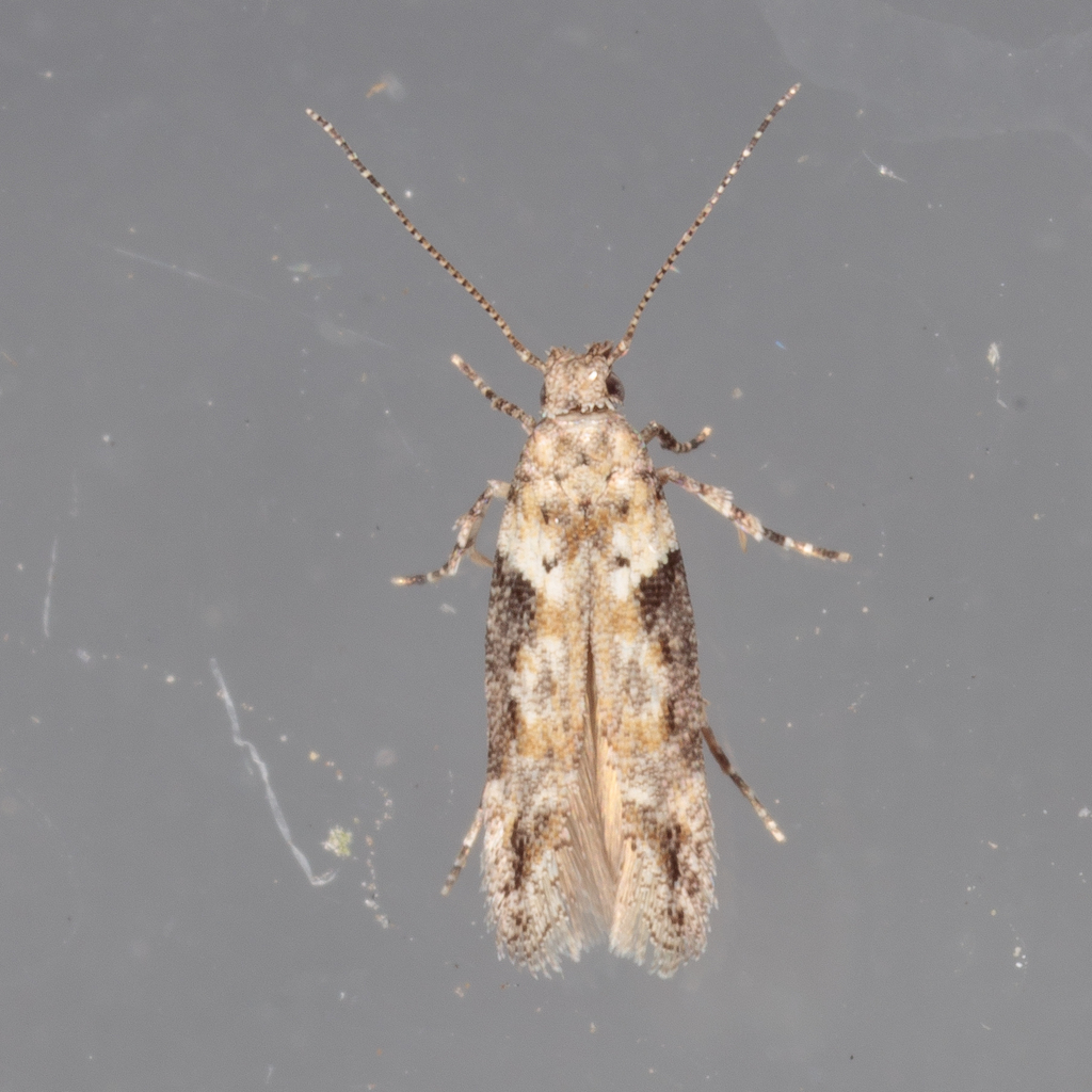 Symmetrischema costaricanum
