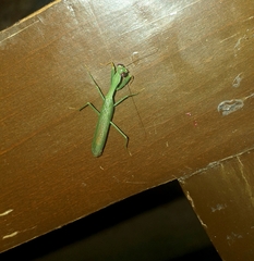 Stagmomantis fraterna