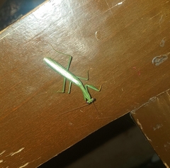 Stagmomantis fraterna