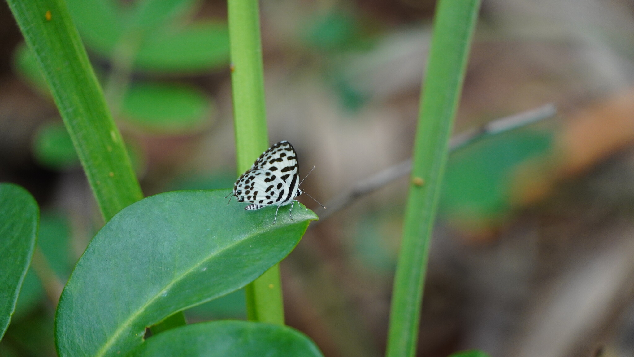 Common Pierrot