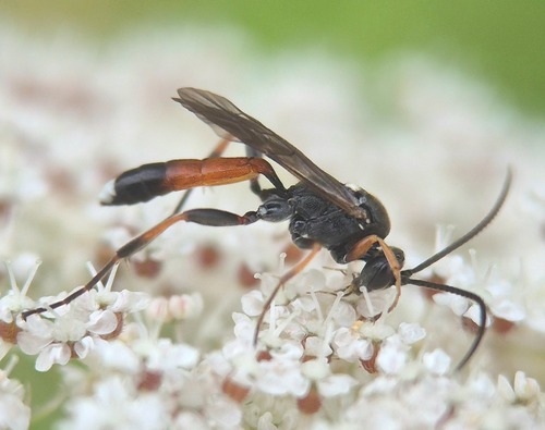 Vulgichneumon deceptor